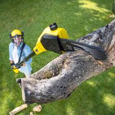 Best Sod Installation  in Ackley, IA