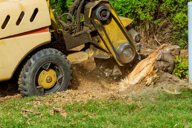 Best Utility Line Clearance  in Ackley, IA