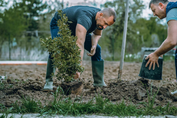 Best Tree Removal  in Ackley, IA