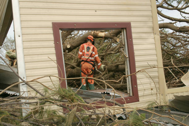 Best Tree Disease Treatment  in Ackley, IA