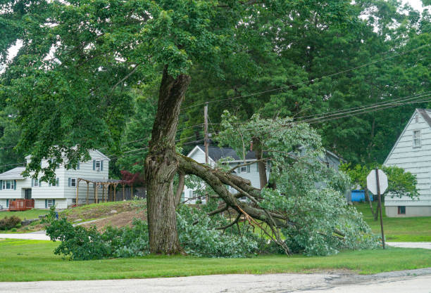 Best Leaf Removal  in Ackley, IA