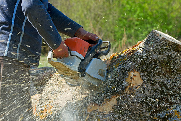 Best Tree and Shrub Care  in Ackley, IA
